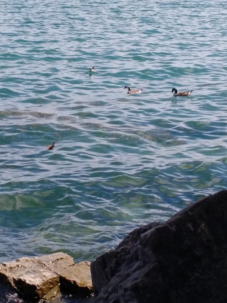 geese and flying swallow at lake